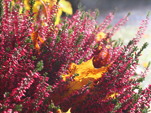 flourishing, yellowed, leaf, heathers