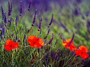 papavers, Meadow, Spring, heathers