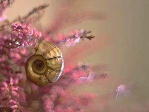 heathers, shell, Pink