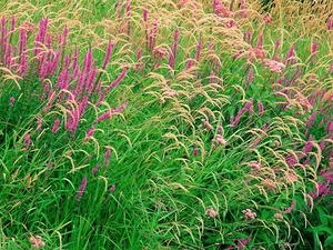 heathers, Meadow, purple