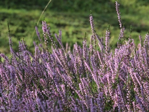 purple, heathers