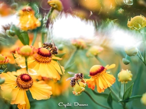 Flowers, Two, Bees, Helenium