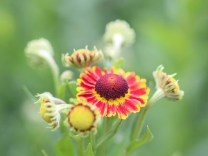 Helenium Hybridum, Flowers