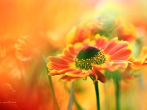 Helenium, Red, Flowers