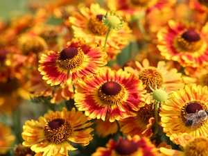 Red, Helenium, Flowers, Yellow, summer