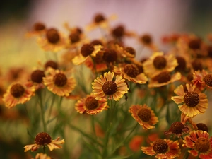 Helenium, Flowers