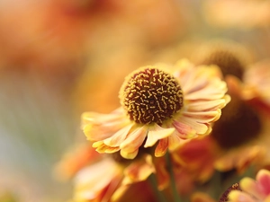 Close, Helenium Hybridum, Colourfull Flowers