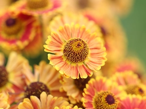 Orange, Helenium Hybridum, Colourfull Flowers