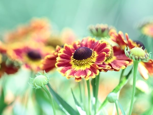 Red, Helenium Hybridum, Colourfull Flowers