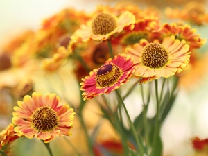 Flowers, Helenium Hybridum, Yellow-orange