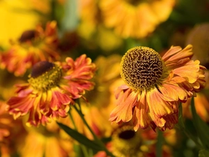 orange, Flowers, Helenium, Yellow