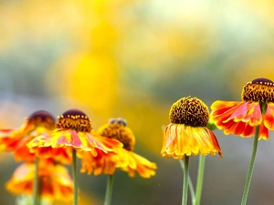 Orange, Helenium