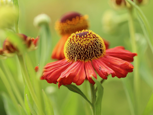 rapprochement, Colourfull Flowers, Helenium