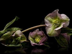 black background, Flowers, Helleborus