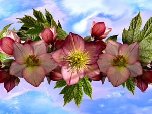 Flowers, leaves, graphics, Helleborus