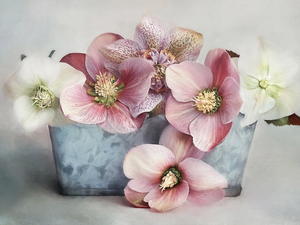 Flowers, Blue, pot, Helleborus