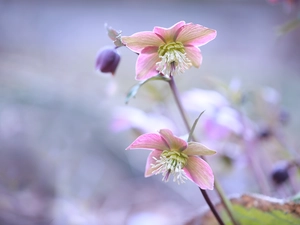 Pink, inclined, Flowers, Helleborus