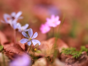 Colourfull Flowers, Blue, Hepatica