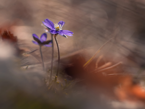 Hepatica, Violet, illuminated