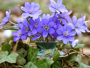 ivy, small bunch, hepatica