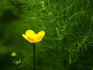 The herb, Colourfull Flowers, buttercup