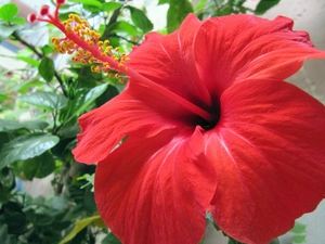 Big, Colourfull Flowers, hibiscus, Red