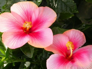 hibiscus, Pink, Flowers