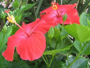 Flowers, hibiscus