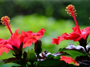 Red, hibiscus