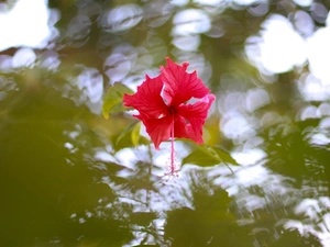 water, Colourfull Flowers, hibiscus, reflection
