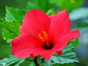 hibiskus