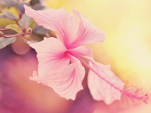 Beatyfull, Colourfull Flowers, hibiskus, exotic