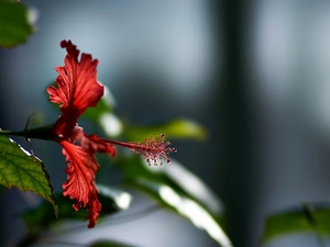 Close, Colourfull Flowers, hibiskus