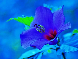 azure, Colourfull Flowers, hibiskus