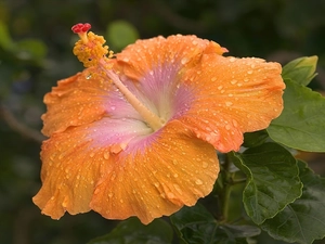 Colourfull Flowers, Orange, hibiskus