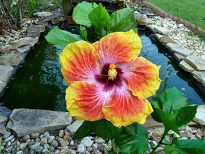 Colourfull Flowers, Red, hibiskus, yellow