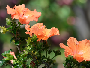 hibiskus, Orange, Flowers