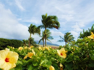 hibiskus, Palms, Flowers