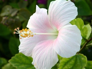 hibiskus, White, Flowers