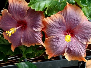 Flowers, hibiskus