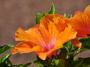 Orange, hibiskus