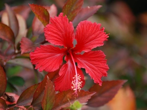 Red, hibiskus