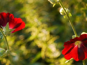 Red, hibiskus