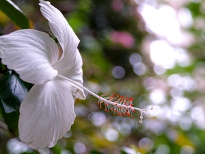 White, hibiskus