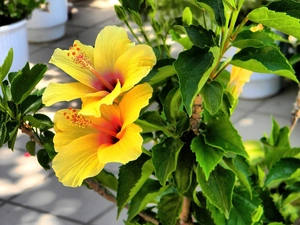 Yellow, hibiskus