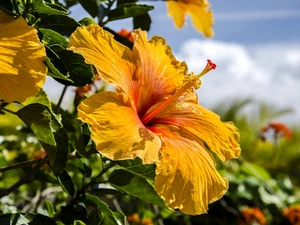 Yellow, hibiskus