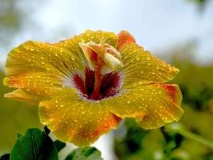 Yellow, hibiskus