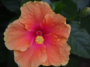 hibiskus