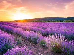 trees, Field, The Hills, Sunrise, viewes, lavender