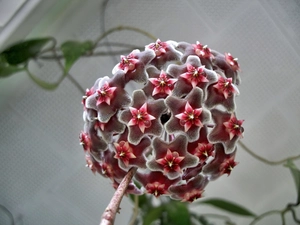 Hoja, Colourfull Flowers